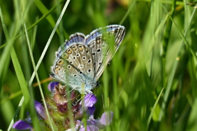 Modrásek v trávě....