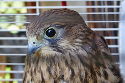 Mládě poštolky... (text)