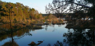 Máchovo jezero - SPR SWAMP