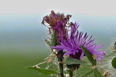 Opředený bodlák...
