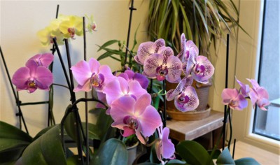 Ukázka mé pokojové zahrádky