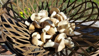 První letošní podtrnky