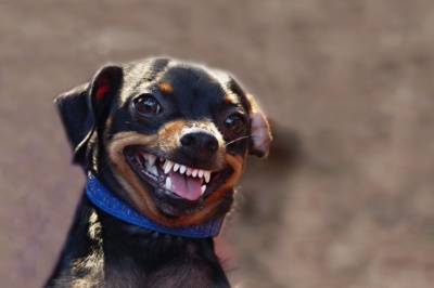 Úsměv " Čakyho"...