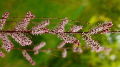Tamarišek keřík nebo strom na ukázku