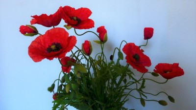 Jak se chová náruč nerozvitých máků ..