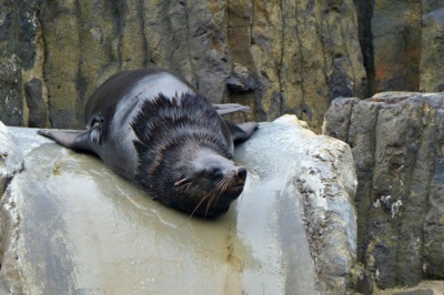 Melounek na startu....*