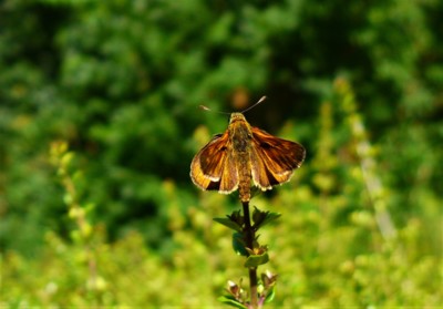 Soumračník metlicový