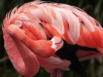 Ještě jeden stydlivý.... plameňák...