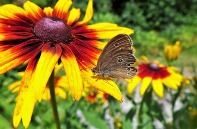 Okáč prosíčkový