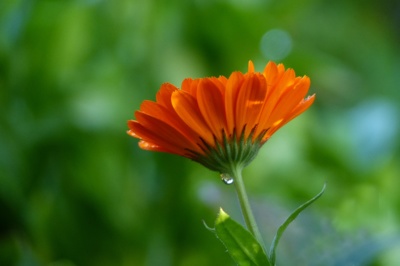 Měsíček  po dešti...