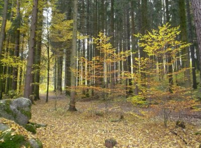 krása podzimního lesa