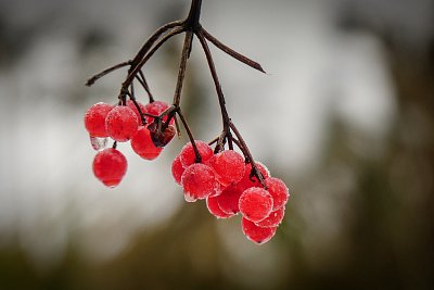 Bonbónky z včerejší procházky....