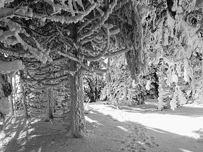 Pravá zima ..... černobílá