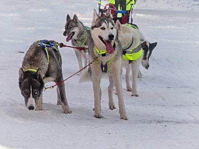 Nedočkavost na startu...*