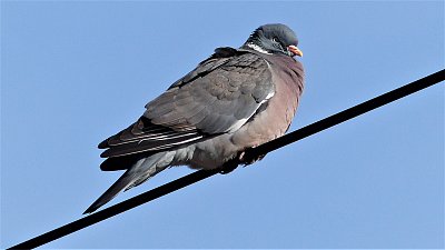 Holub na drátě