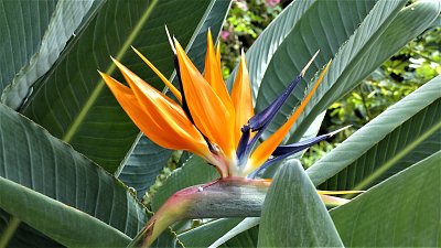 Květ Strelitzie královské