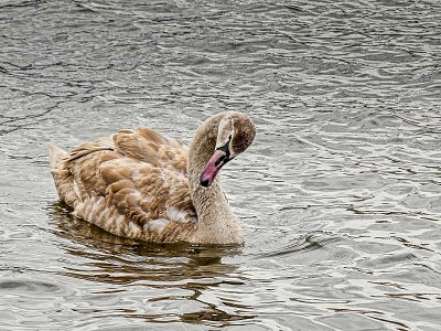 Umím se pěkně stydět!!!