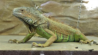 Leguán ve střehu