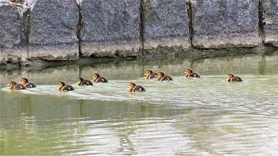 Deset kachních drobečků