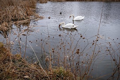 Párek labutí u nás na rybníku...