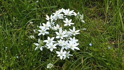 Snědek chocholičnatý