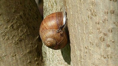 Kampak až vyšplháš s tím domečkem?