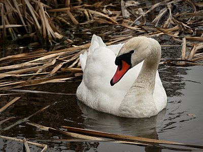 Hledám hnízdo......tady to bude vyhovovat!!!