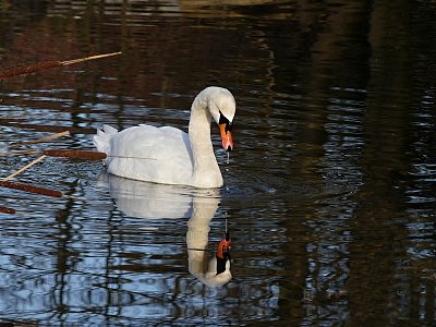 Překvapení u nás na rybníku...