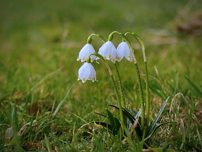 Čtyři co zvoní, že přišlo jaro...