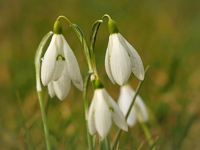 Panenky sněženky...
