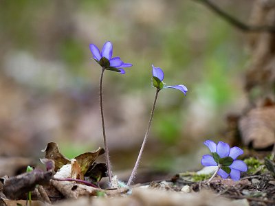 Tři , co se nechtějí fotit....