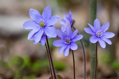 Velikonoční holky podléšky...
