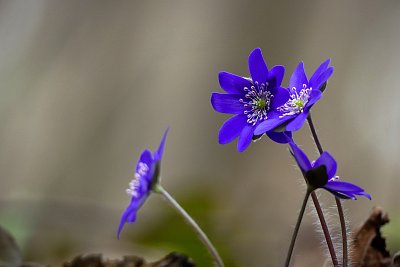 Koukáme do dálky,...*