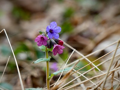 Plícník v roští....