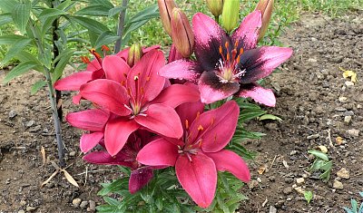 Lilie v barvě lásky