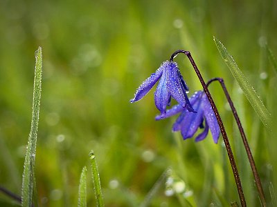 Ladonka sibiřská...