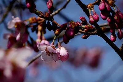 Ještě rozkveteme....
