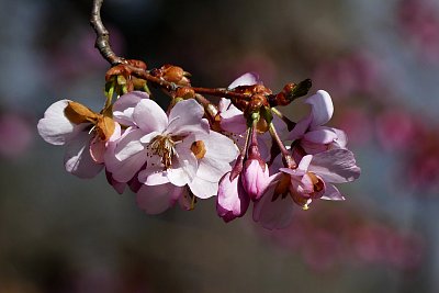 Květy sakury poznamenané mrazem....