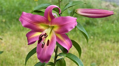 Z hlízy vyrostla krasavice