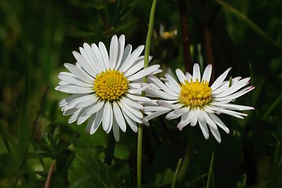 Dvě sedmikrásky...