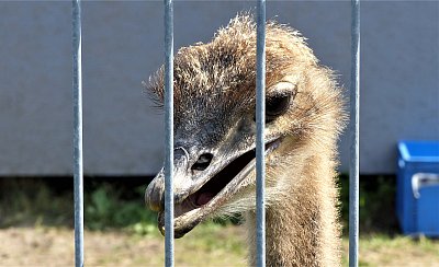 Máš něco dobrého do zobáčku?