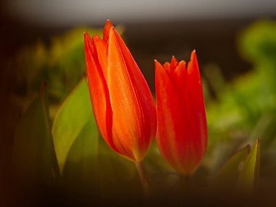 Tulící se tulipáni....