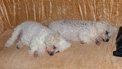 Odpolední psí siesta Marilyn a Boničky