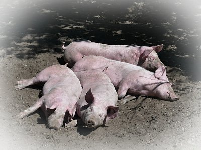 Šťastná prasátka...