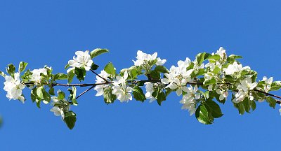 Přímka z kvetoucí větvičky