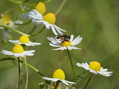 Trochu jiná včelka, ale taky se pilná...
