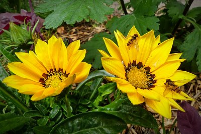 Na gazánii to žije....