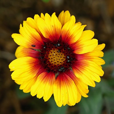 Jedno sluníčko pro dnešní zamračený den...