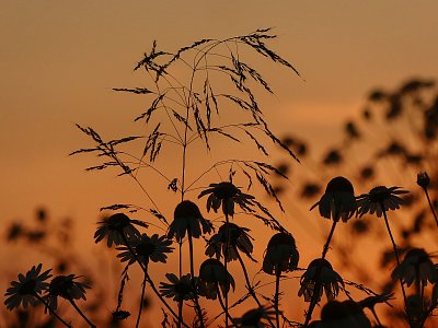 Večerní zátiší...