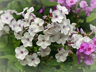 Floxy......květiny našich babiček...